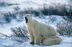 ice bears
