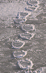 ice bear footprint