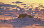 ice bear