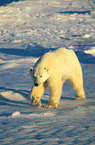 ice bear