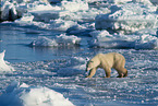 ice bear
