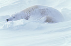 ice bear
