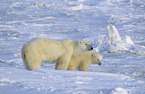 ice bears
