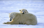 ice bears