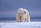ice bear