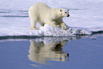 ice bear
