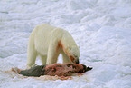 ice bear