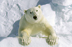ice bear