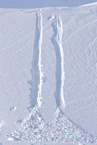 ice bear footprint