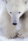 ice bear
