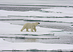 ice bear