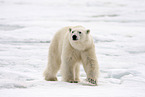 ice bear