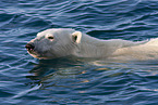 ice bear