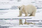 ice bear