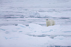 ice bear