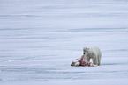ice bear