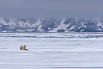 ice bear