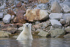 ice bear