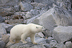ice bear
