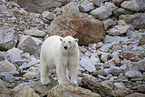 ice bear