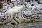 ice bears