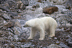 ice bear