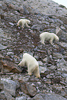 ice bears