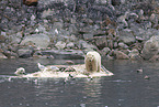ice bears
