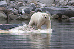 ice bear