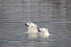 ice bears
