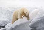 ice bear