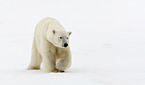 ice bear