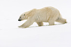 ice bear
