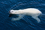 ice bear