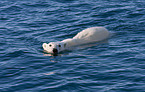 ice bear