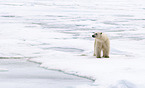 ice bear