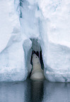 ice bear