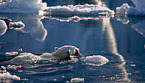 ice bear