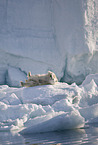 ice bear
