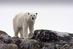 ice bear
