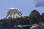 ice bear
