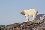 ice bear
