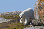 ice bear