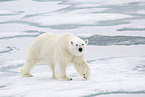 ice bear