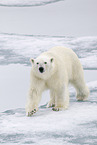 ice bear