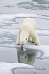 ice bear