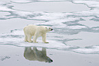 ice bear