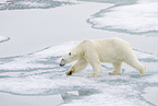 ice bear