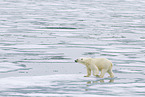 ice bear