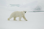 ice bear